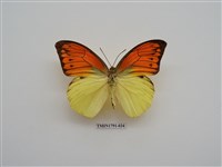 藏品(外國蝴蝶)的圖片